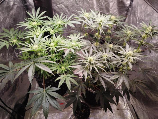 Blue Zushi Photoperiodisch. Week 8