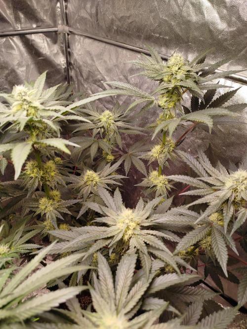 Blue Zushi Photoperiodisch. Week 9