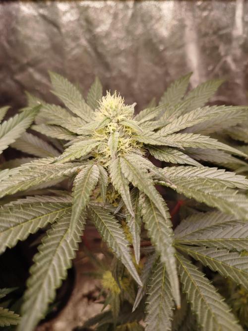 Blue Zushi Photoperiodisch. Week 9