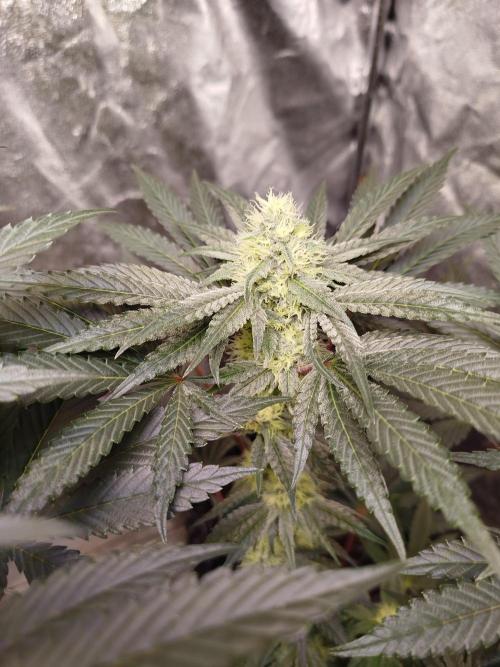 Blue Zushi Photoperiodisch. Week 9