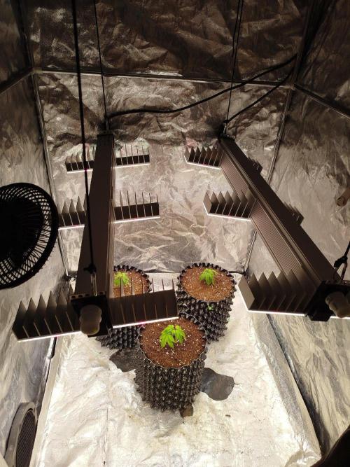 FastBuds42 Photoperiodisch Tent. Week 1