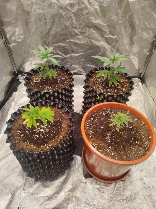 FastBuds42 Photoperiodisch Tent. Week 2 - Oben die beiden Papayton
Biscotti  Z42