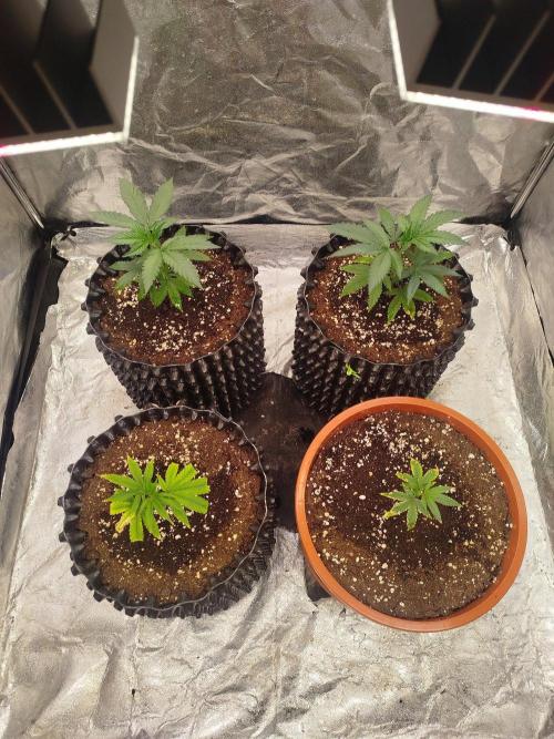 FastBuds42 Photoperiodisch Tent. Week 2 - Oben die beiden Papayton
Biscotti  Z42