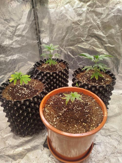 FastBuds42 Photoperiodisch Tent. Week 2 - Oben die beiden Papayton
Biscotti  Z42