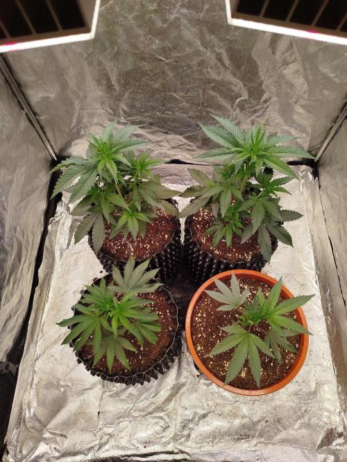 FastBuds42 Photoperiodisch Tent. Week 3