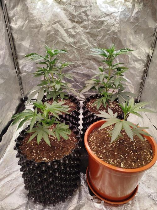 FastBuds42 Photoperiodisch Tent. Week 3