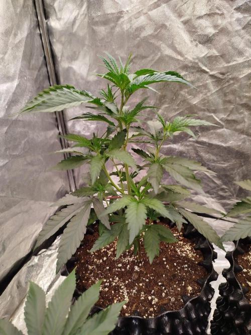 FastBuds42 Photoperiodisch Tent. Week 3 - Papayton #1