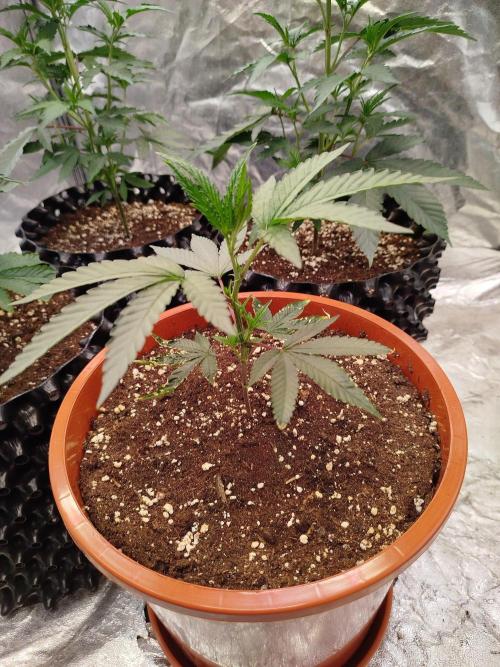 FastBuds42 Photoperiodisch Tent. Week 3 - Z42