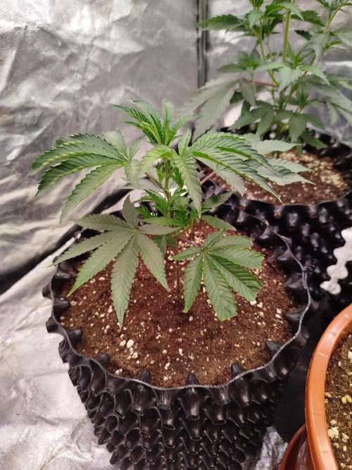 FastBuds42 Photoperiodisch Tent. Week 3 - Biscotti Gelato