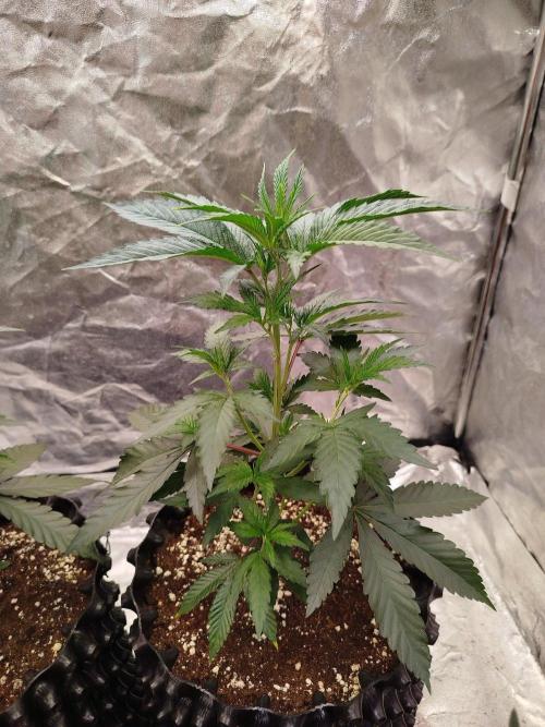 FastBuds42 Photoperiodisch Tent. Week 3 - Papayton #2
