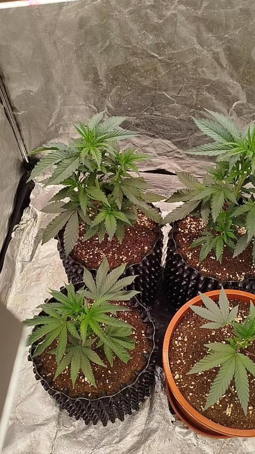 FastBuds42 Photoperiodisch Tent