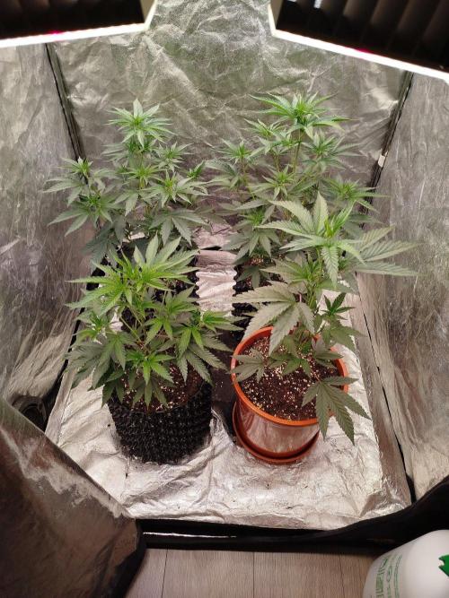 FastBuds42 Photoperiodisch Tent. Week 4