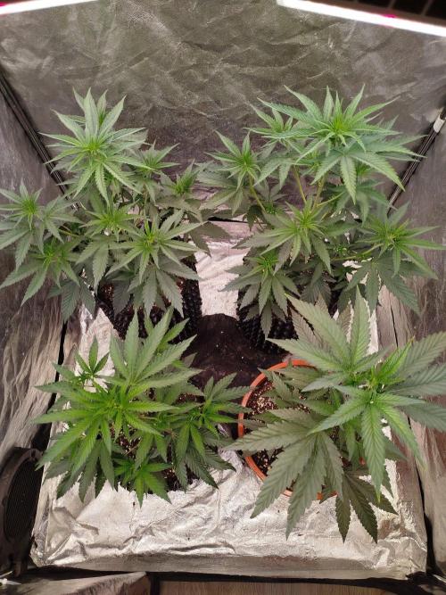 FastBuds42 Photoperiodisch Tent. Week 4