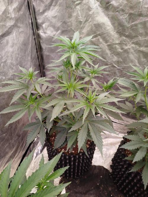 FastBuds42 Photoperiodisch Tent. Week 4