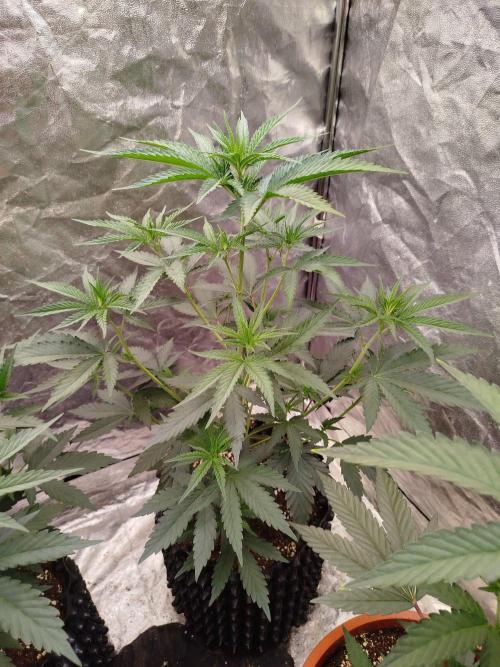 FastBuds42 Photoperiodisch Tent. Week 4