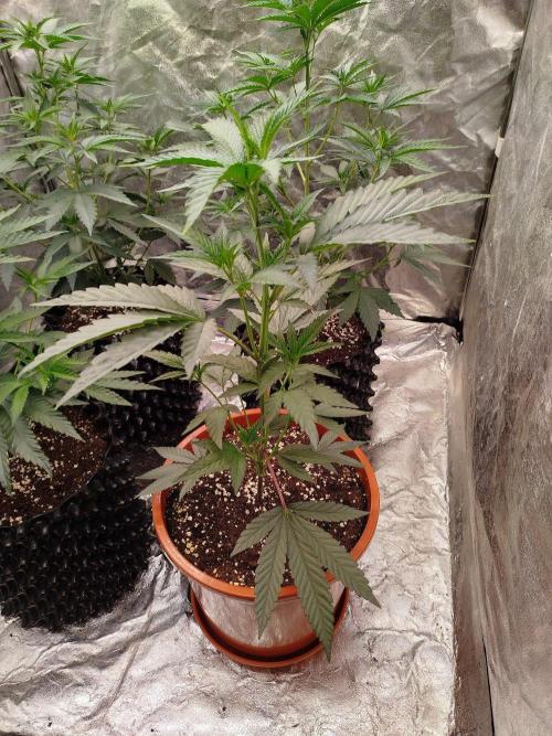 FastBuds42 Photoperiodisch Tent. Week 4