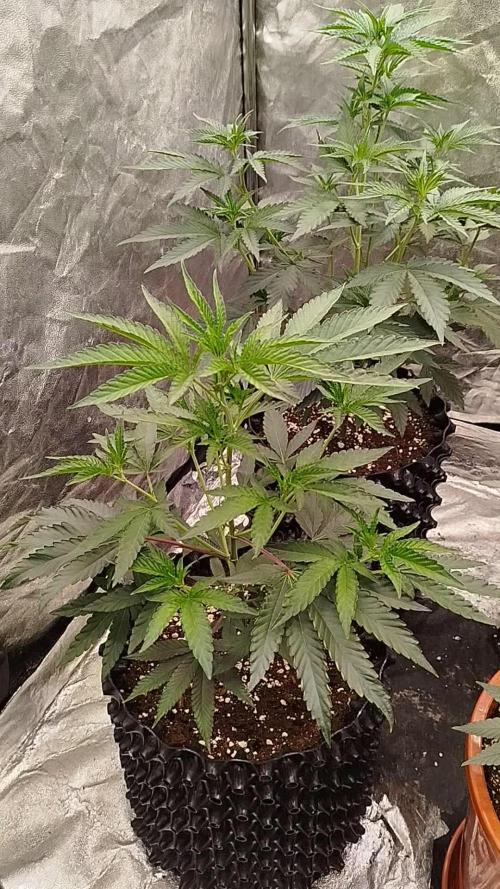 FastBuds42 Photoperiodisch Tent