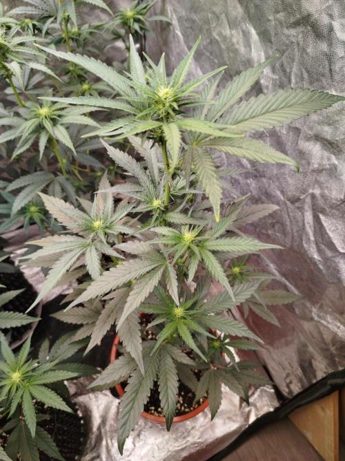 FastBuds42 Photoperiodisch Tent. Week 5