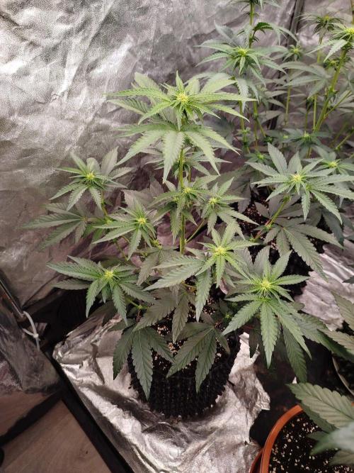 FastBuds42 Photoperiodisch Tent. Week 5
