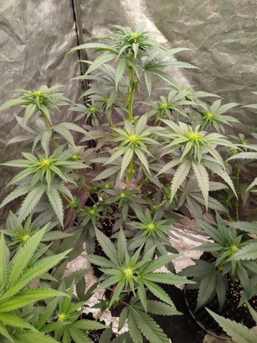 FastBuds42 Photoperiodisch Tent. Week 5