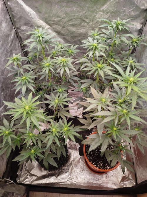 FastBuds42 Photoperiodisch Tent. Week 5