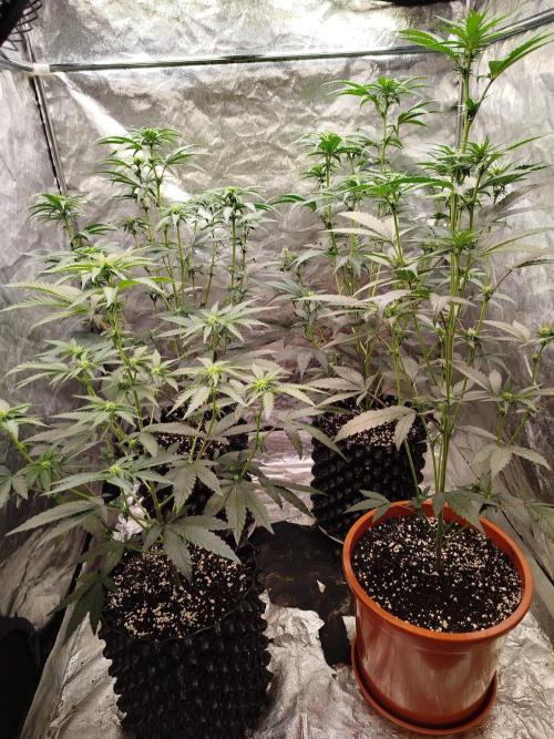 FastBuds42 Photoperiodisch Tent. Week 5