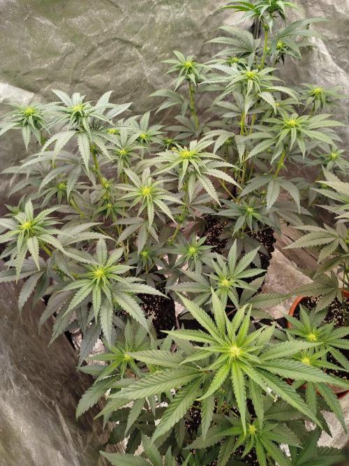 FastBuds42 Photoperiodisch Tent. Week 5
