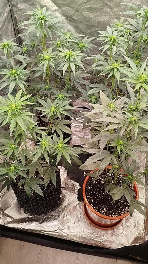 FastBuds42 Photoperiodisch Tent