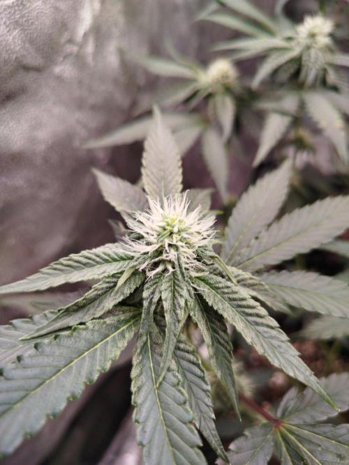 FastBuds42 Photoperiodisch Tent. Week 6
