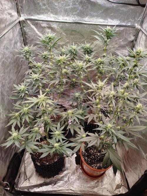 FastBuds42 Photoperiodisch Tent. Week 6