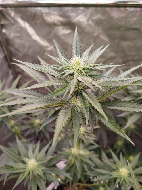 FastBuds42 Photoperiodisch Tent. Week 6