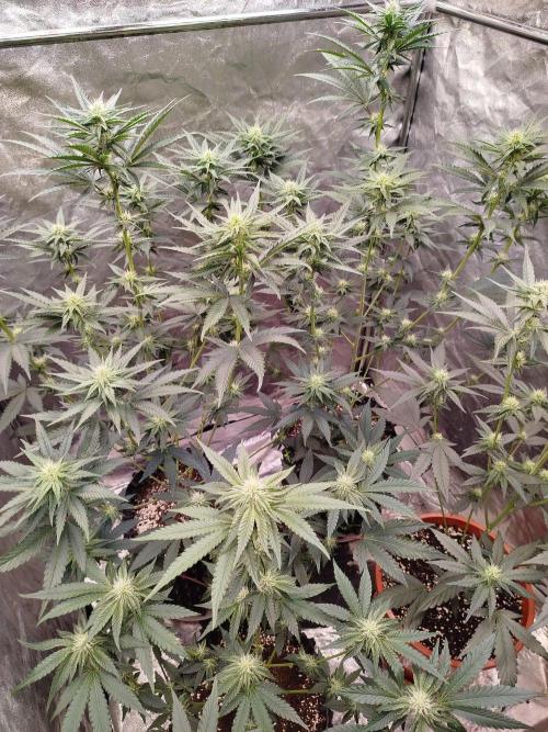 FastBuds42 Photoperiodisch Tent. Week 6