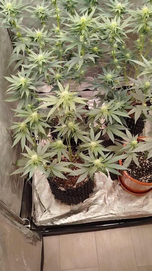 FastBuds42 Photoperiodisch Tent