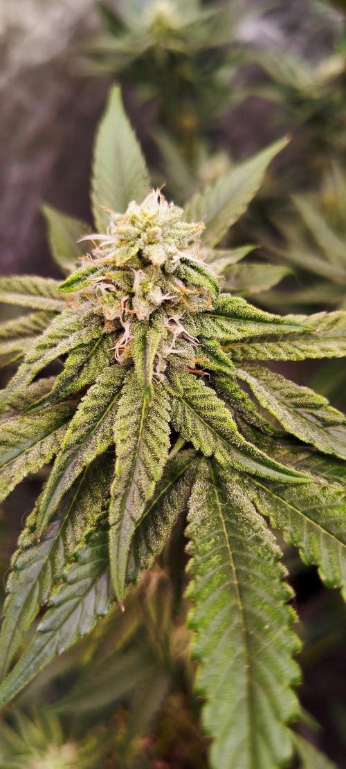 FastBuds42 Photoperiodisch Tent. Week 7 - Biscotti 