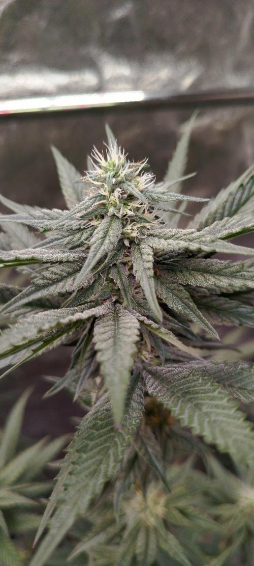 FastBuds42 Photoperiodisch Tent. Week 7 - Papayton 