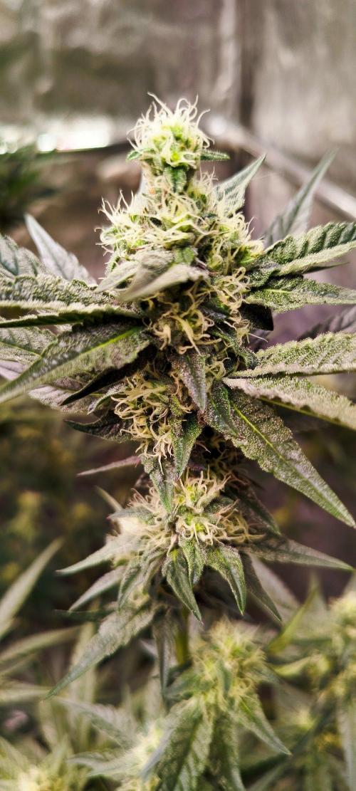 FastBuds42 Photoperiodisch Tent. Week 7 - Z42