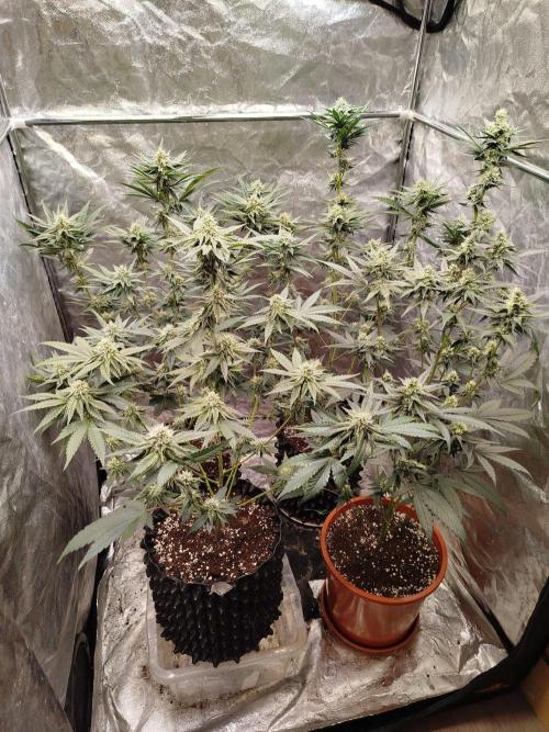 FastBuds42 Photoperiodisch Tent. Week 7