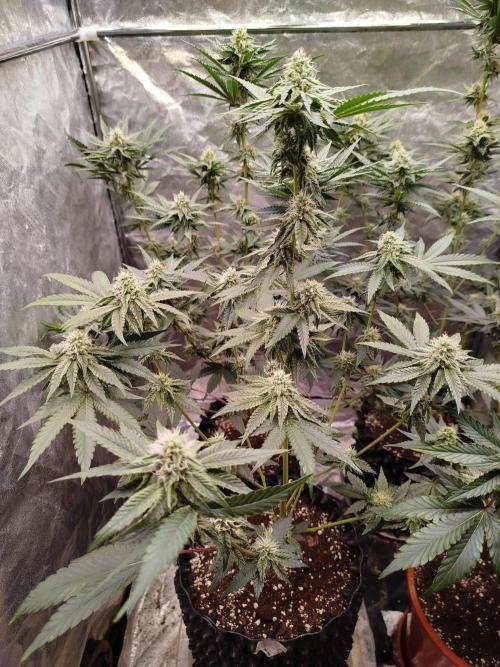 FastBuds42 Photoperiodisch Tent. Week 7