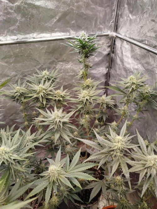 FastBuds42 Photoperiodisch Tent. Week 7
