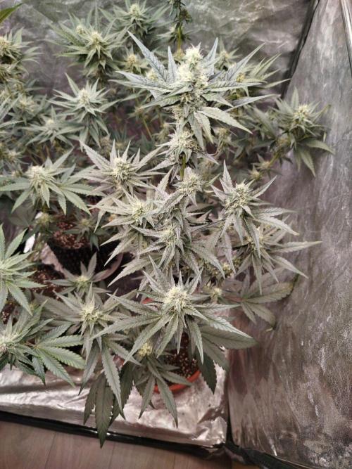 FastBuds42 Photoperiodisch Tent. Week 7 - Z42