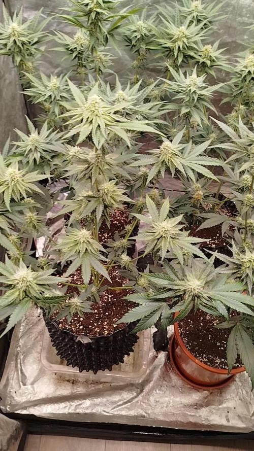 FastBuds42 Photoperiodisch Tent