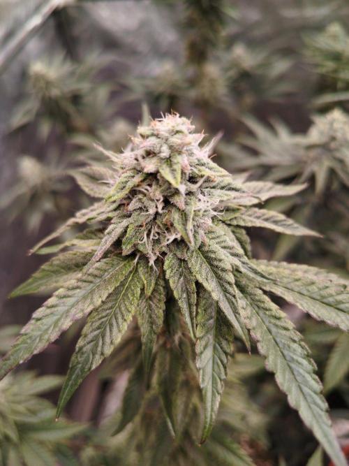 FB42 PhotoTent | Papayton,Z42, Biscotti. Week 8 - Biscotti Gelato 