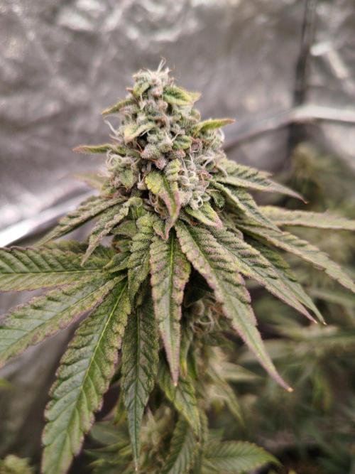 FB42 PhotoTent | Papayton,Z42, Biscotti. Week 9