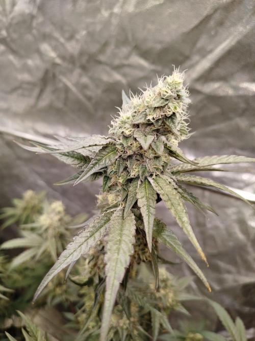 FB42 PhotoTent | Papayton,Z42, Biscotti. Week 9