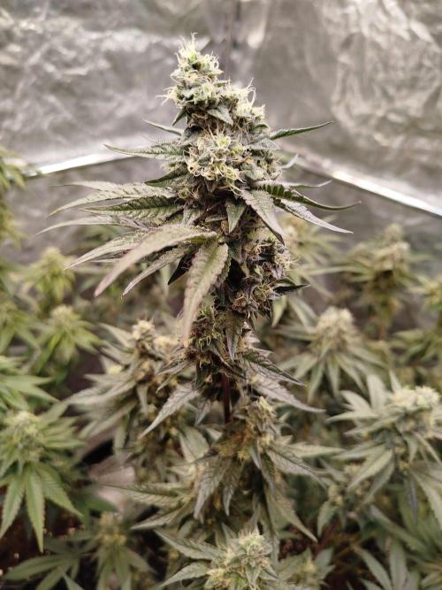 FB42 PhotoTent | Papayton,Z42, Biscotti. Week 9