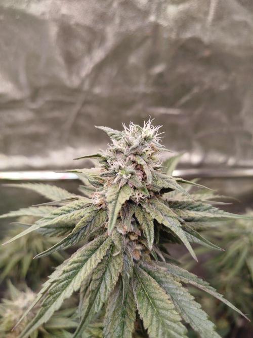 FB42 PhotoTent | Papayton,Z42, Biscotti. Week 9