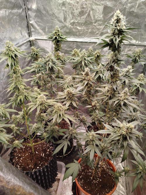 FB42 PhotoTent | Papayton,Z42, Biscotti. Week 9