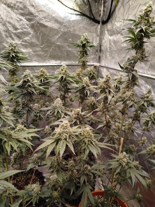 FB42 PhotoTent | Papayton,Z42, Biscotti. Week 9