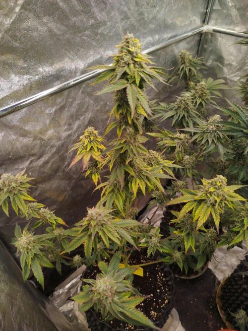 FB42 PhotoTent | Papayton,Z42, Biscotti. Week 10 - Biscotti Gelato 