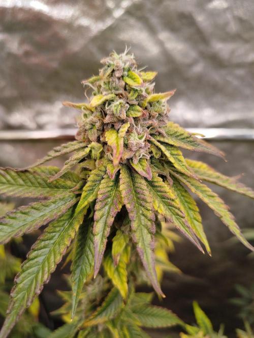 FB42 PhotoTent | Papayton,Z42, Biscotti. Week 10 - Biscotti Gelato 